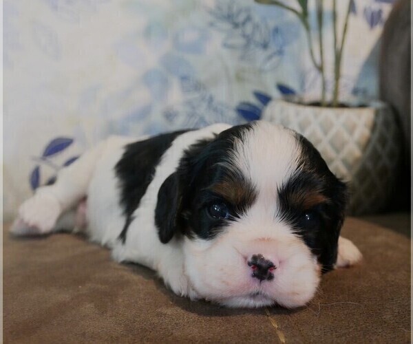 Medium Photo #2 Cavalier King Charles Spaniel Puppy For Sale in SCOTTVILLE, MI, USA