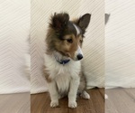 Image preview for Ad Listing. Nickname: Litter of 3
