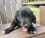 Small Photo #23 Gollie Puppy For Sale in SANTA ROSA BEACH, FL, USA