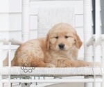 Small #2 Golden Retriever