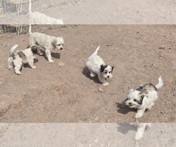 Medium Photo #2 Shih-Poo Puppy For Sale in Peralta, NM, USA