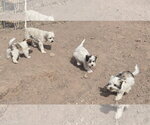 Small #1 Shih-Poo