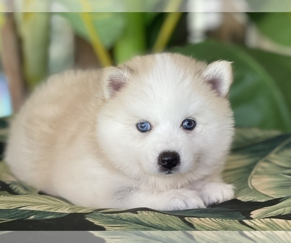 Full screen Photo #2 Pomsky-Siberian Husky Mix Puppy For Sale in WINDERMERE, FL, USA