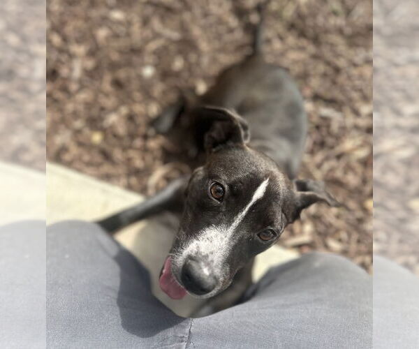 Medium Photo #8 Labrador Retriever-Unknown Mix Puppy For Sale in San Diego, CA, USA