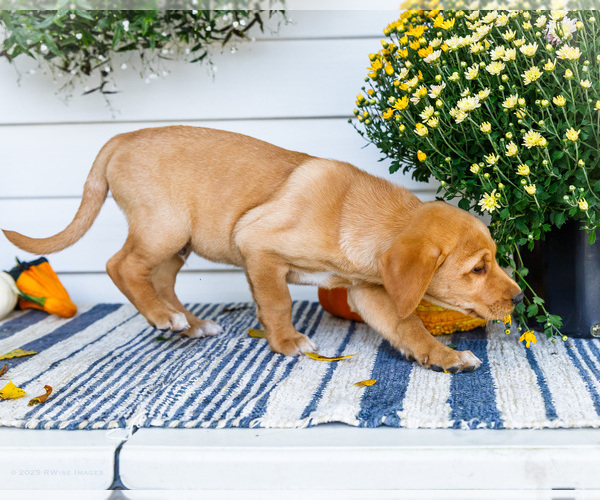 Medium Photo #3 Golden Retriever-Jack Russell Terrier Mix Puppy For Sale in WAKARUSA, IN, USA