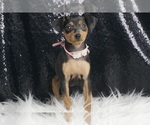 Puppy Blueberry AKC Miniature Pinscher