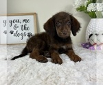 Small Labradoodle