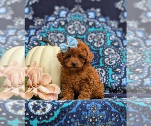 Poodle (Toy) Puppy for sale in PARADISE, PA, USA