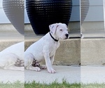 Small Photo #28 Dogo Argentino Puppy For Sale in SAN ANTONIO, TX, USA