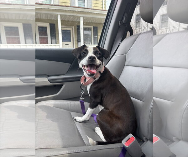 Medium Photo #7 Jack Russell Terrier-Unknown Mix Puppy For Sale in Rockaway, NJ, USA