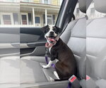 Small #6 Jack Russell Terrier Mix