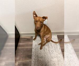 Labrador Retriever Dogs for adoption in San Antonio, TX, USA