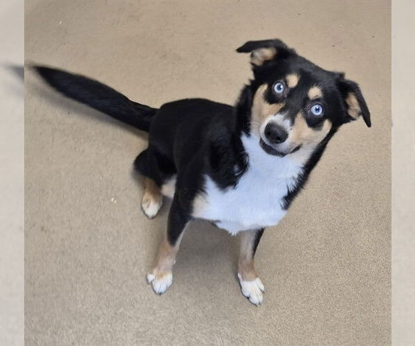 Medium Photo #1 Border Collie-Unknown Mix Puppy For Sale in Decatur, IL, USA