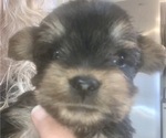Small Photo #15 Yorkshire Terrier Puppy For Sale in W WARWICK, RI, USA