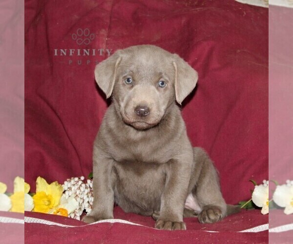 Medium Photo #1 Labrador Retriever Puppy For Sale in STEWARTSTOWN, PA, USA