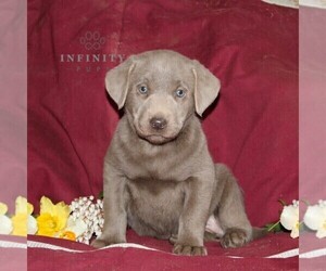 Cheenese Puppy for sale in STEWARTSTOWN, PA, USA