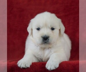 English Cream Golden Retriever Puppy for sale in FREDERICKSBG, OH, USA