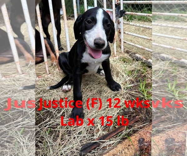 Medium Photo #4 Labrador Retriever-Unknown Mix Puppy For Sale in pomfret, CT, USA