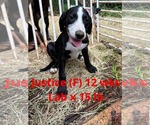 Small #3 Labrador Retriever Mix