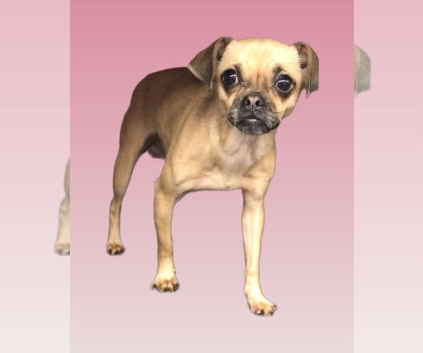 Medium Photo #3 Chug Puppy For Sale in Lincolnwood, IL, USA