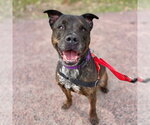 KAI WACHI - Male American Pit Bull Terrier-Unknown Mix Dog for Adoption - Small photo