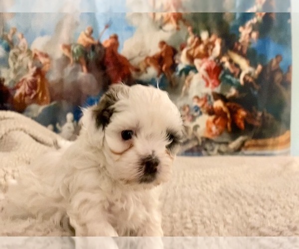 Medium Photo #17 Zuchon Puppy For Sale in GALENA, NV, USA