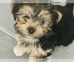 Small #1 Morkie