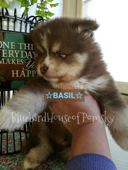 Medium Photo #29 Pomsky Puppy For Sale in ANDOVER, MN, USA