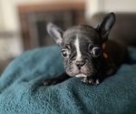 Puppy Puppy 2 Iris French Bulldog