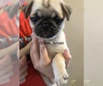 Small Photo #1 Pug Puppy For Sale in SUMTER, SC, USA