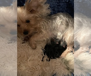 Mother of the Yorkshire Terrier puppies born on 11/14/2023