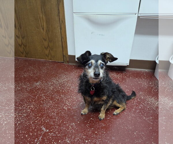 Medium Photo #18 Chihuahua-Unknown Mix Puppy For Sale in Fargo, ND, USA