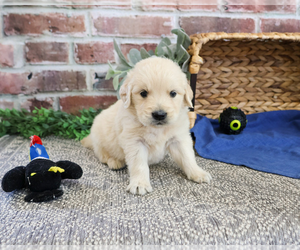 Medium Photo #11 Golden Retriever Puppy For Sale in SYRACUSE, IN, USA
