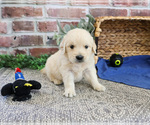 Small #10 Golden Retriever