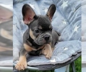 French Bulldog Puppy for sale in SAVANNAH, GA, USA