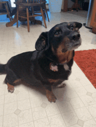 Cardigan Welsh Corgi-Dachshund Mix Dogs for adoption in Topeka, KS, USA