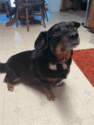 Small Cardigan Welsh Corgi-Dachshund Mix