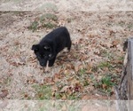 Small Photo #13 German Shepherd Dog Puppy For Sale in NOBLE, OK, USA