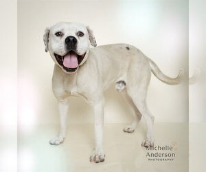Mutt Dogs for adoption in Corona, CA, USA
