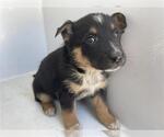 Small German Shepherd Dog Mix