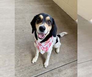 Beagle-Unknown Mix Dogs for adoption in McKinney, TX, USA