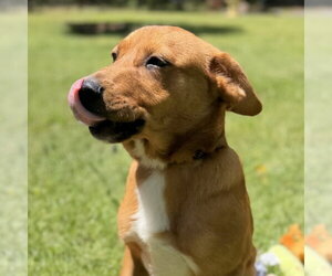Mutt Dogs for adoption in Yardley, PA, USA