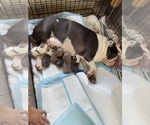 Image preview for Ad Listing. Nickname: Litter of 7