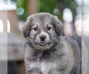 Labrenees Dogs for adoption in San Diego, CA, USA