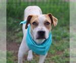 Small American Staffordshire Terrier Mix