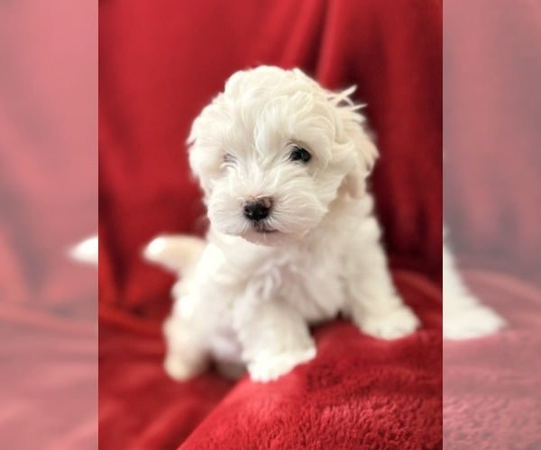 Medium Photo #3 Havanese Puppy For Sale in DANVILLE, AR, USA