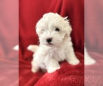 Small #2 Havanese