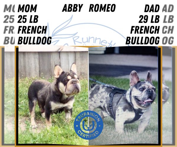 Medium Photo #57 French Bulldog Puppy For Sale in GOSHEN, IN, USA