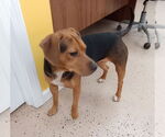 Small #2 Beagle Mix