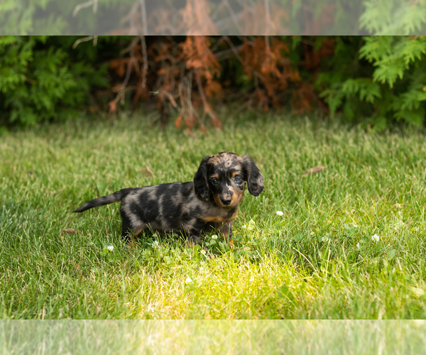Medium Photo #4 Dachshund Puppy For Sale in MILFORD, IN, USA